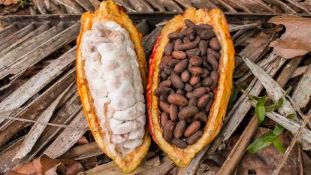 raw white cocoa pulp on the left and roasted, dried cocoa beans on the right