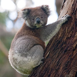 Kolas climbing tree