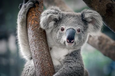 Koala with it's right arm around a branch