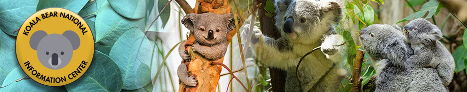 Koala Bear National Information Center logo collaged with koalas in trees