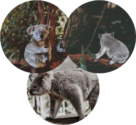 A three circle college of Koalas on various branches