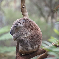 Koala sleeping in between branches