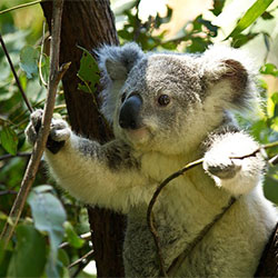 Koala grabbing a branch