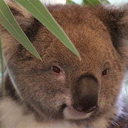 A koala