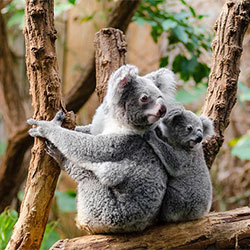 A koala and her baby