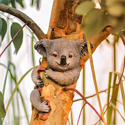 A koala hugging a tree