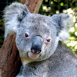 a koala