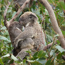 Koala and her baby